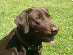 dogparks topdogger-300x225